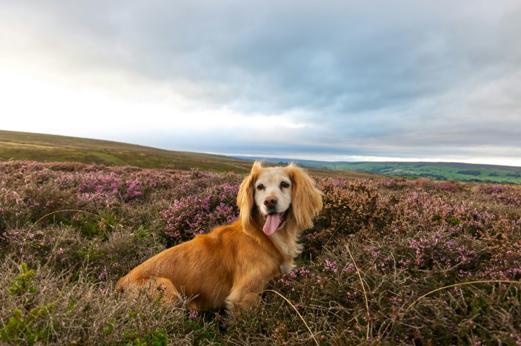Dog at North York Moors
