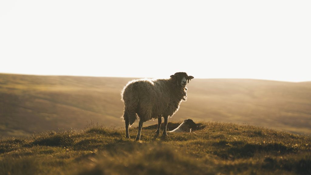 Sheep in Marsden Moor